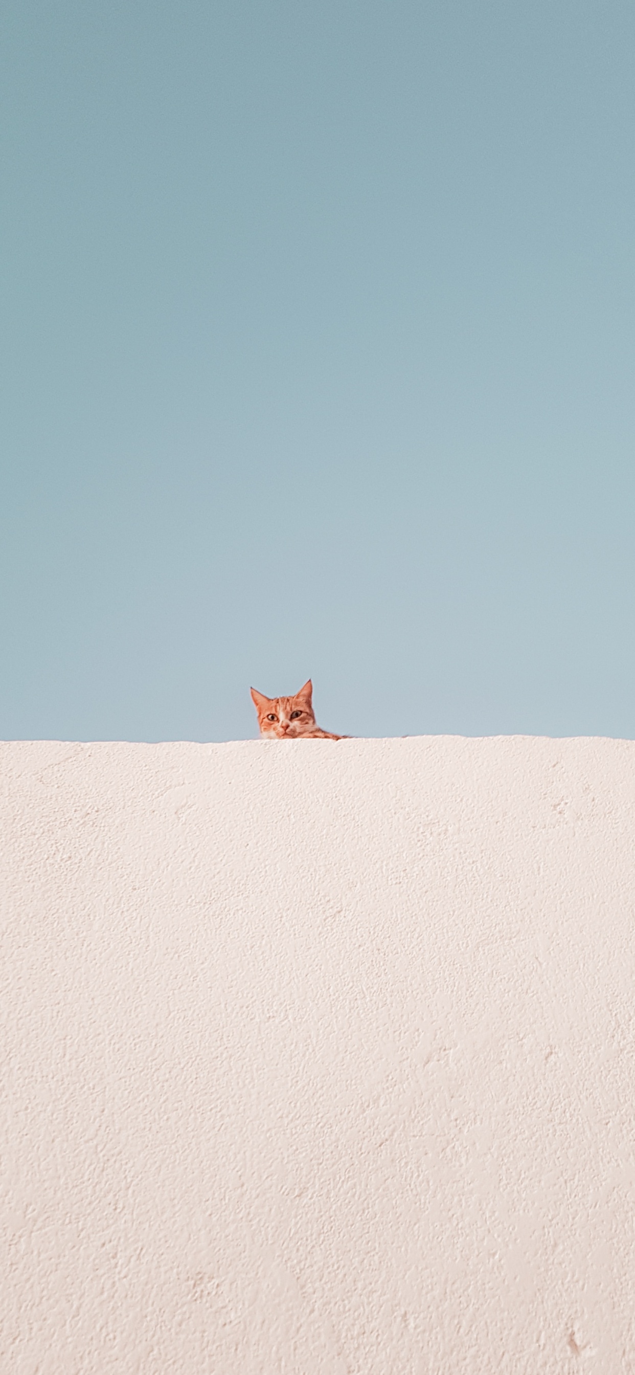 Обои кошачьих, десерт, небо, синий, цвет беж в разрешении 1242x2688