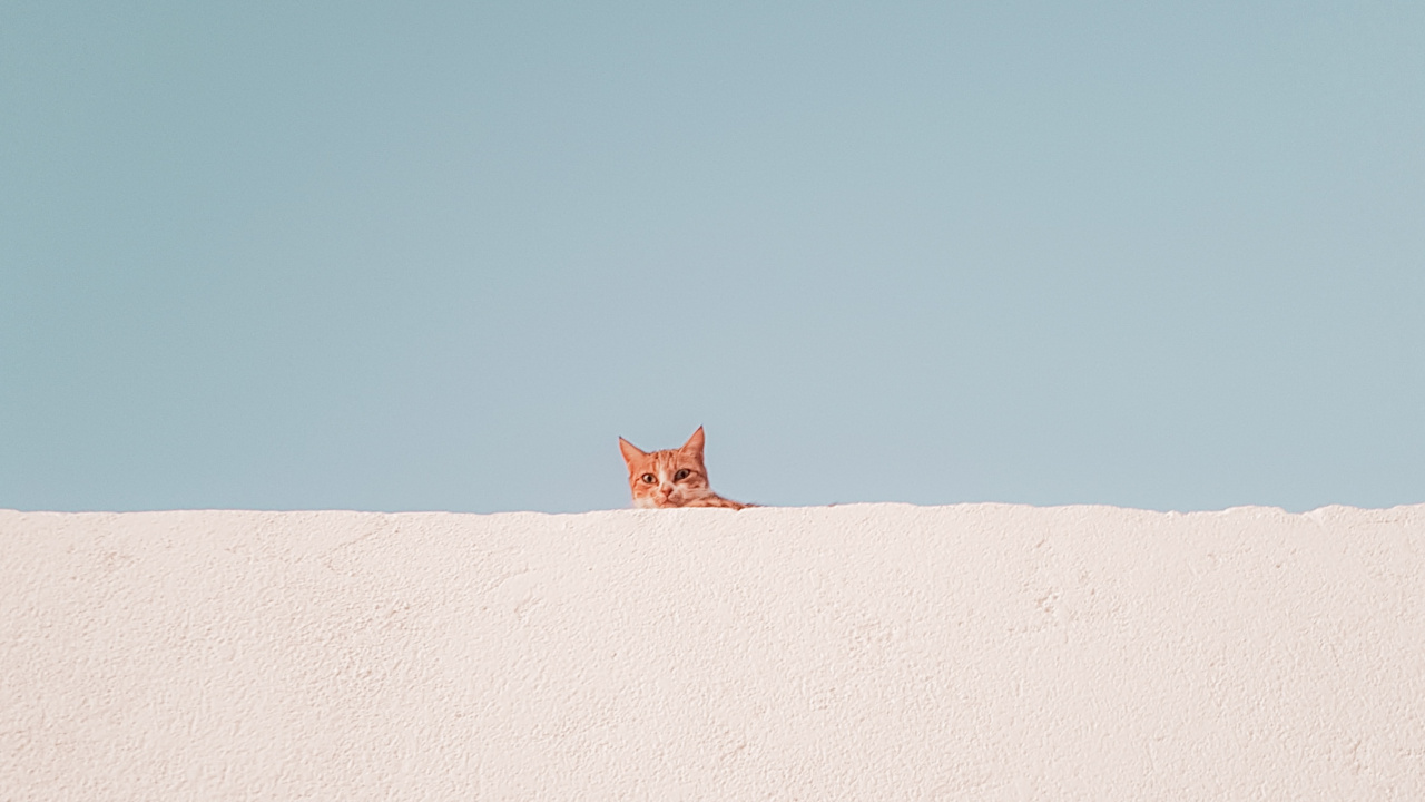 Обои кошачьих, десерт, небо, синий, цвет беж в разрешении 1280x720