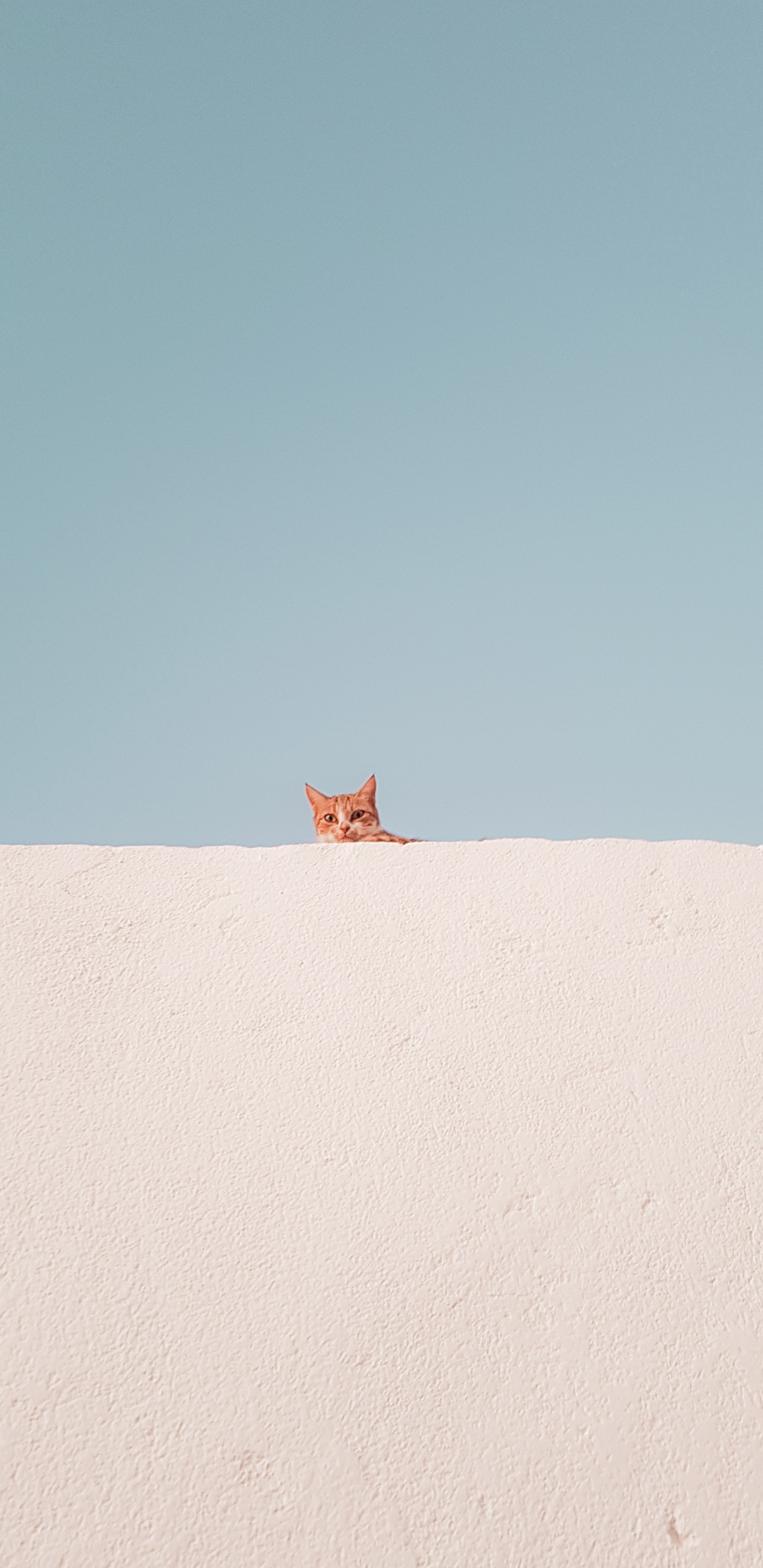 Обои кошачьих, десерт, небо, синий, цвет беж в разрешении 1440x2960