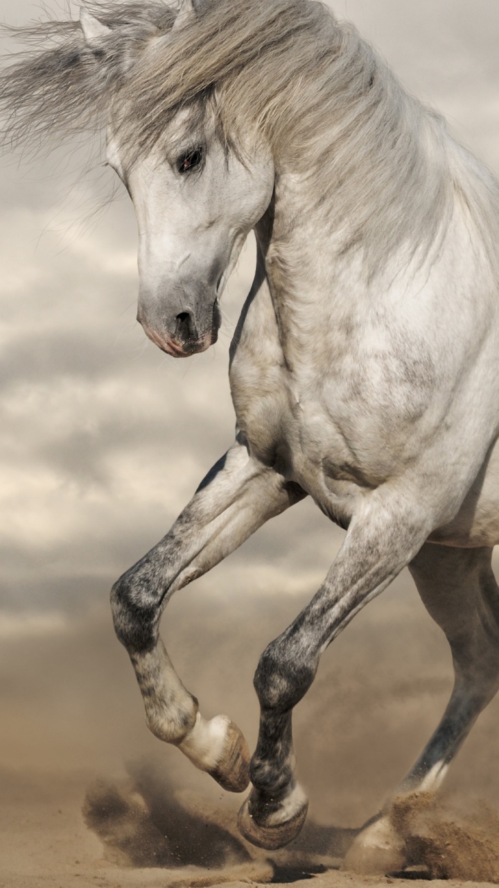 Обои конь, грива, жеребец, Мустанг лошадь, кобыла в разрешении 720x1280