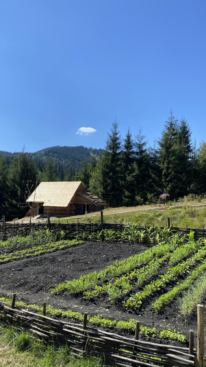 Обои поле, растение, сельское хозяйство, Ферма, сельский район в разрешении 720x1280