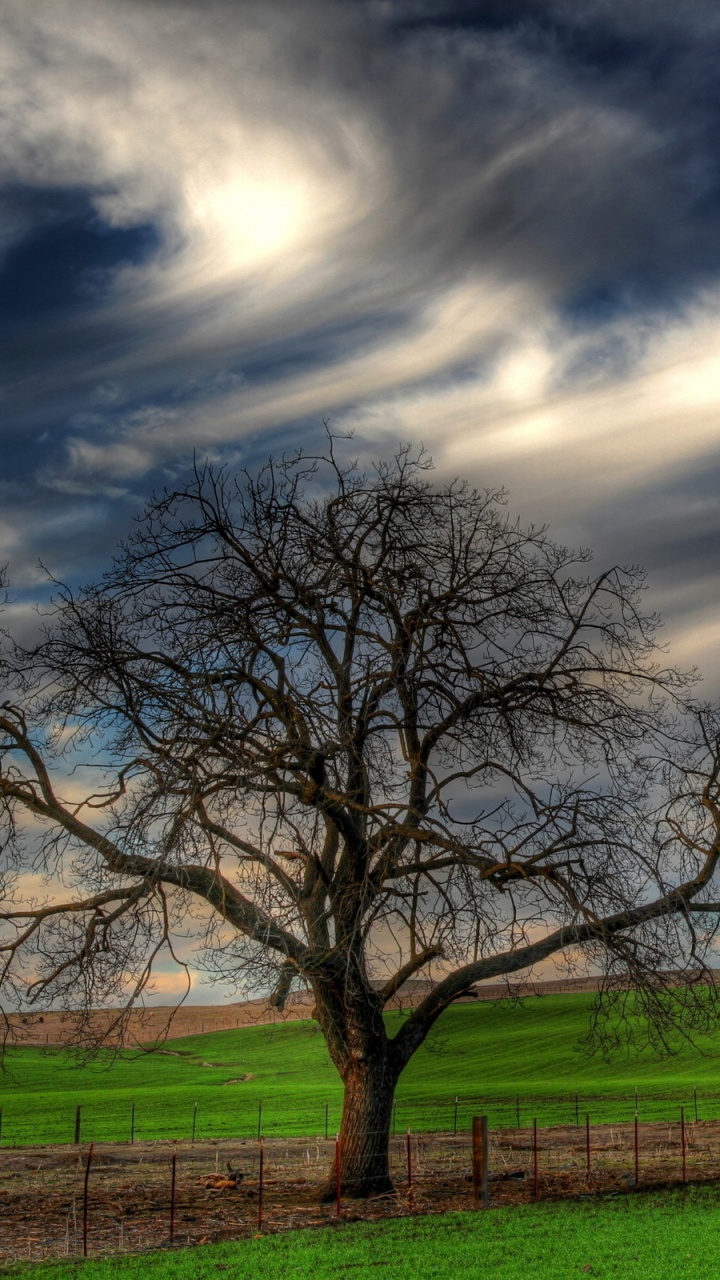 Обои дерево, природа, облако, сенокосное угодье, выгон в разрешении 720x1280