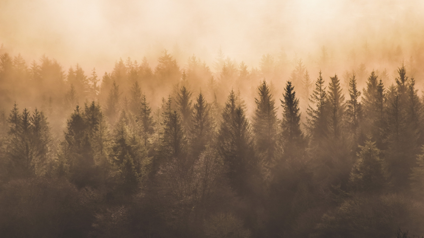 Обои туман, утро, атмосфера, дымка, дерево в разрешении 1366x768