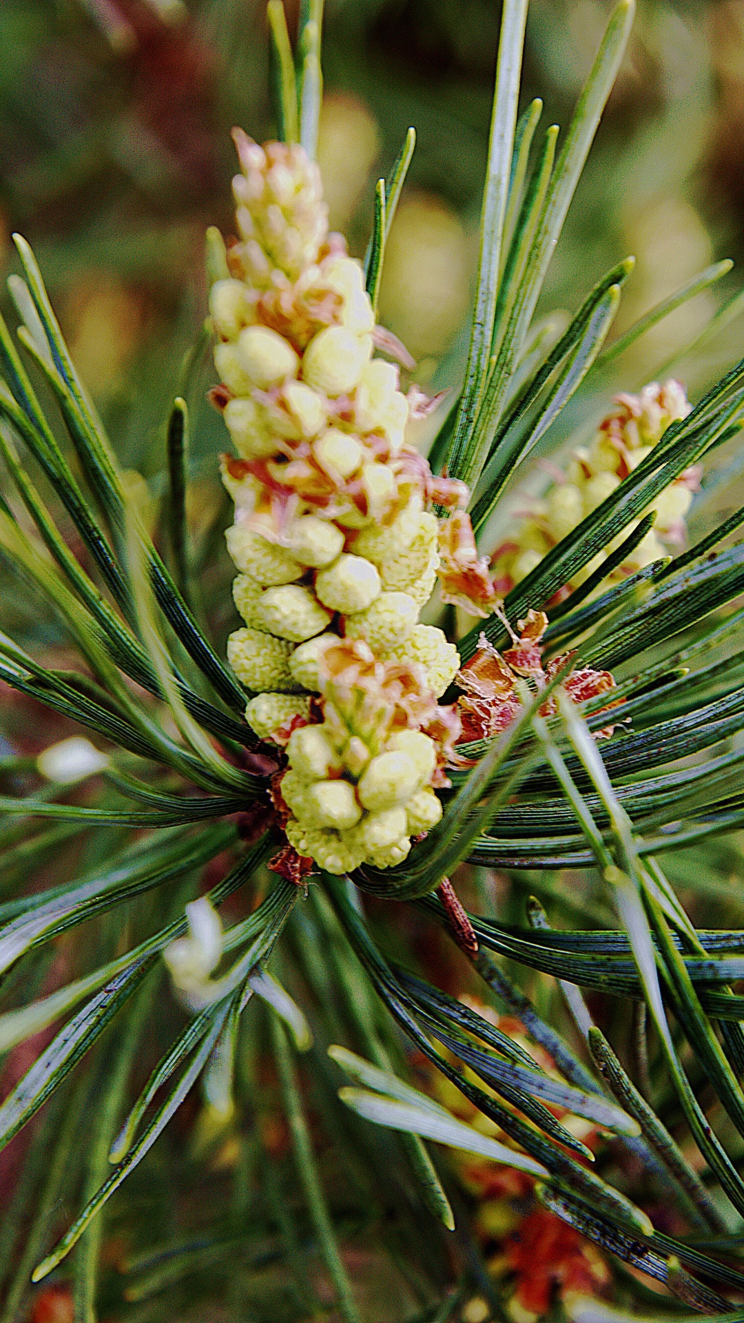 Обои Хвойные, вечнозеленое растение, сосна, хвойные конуса, хвойное дерево в разрешении 1080x1920