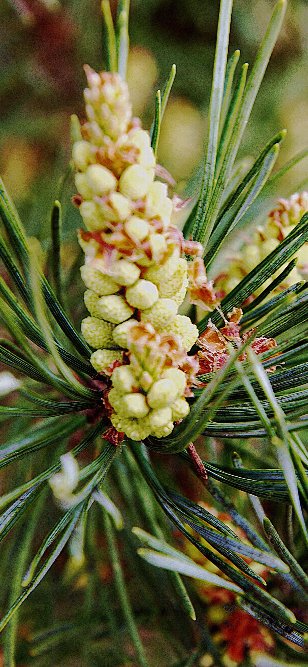 Обои Хвойные, вечнозеленое растение, сосна, хвойные конуса, хвойное дерево в разрешении 1242x2688