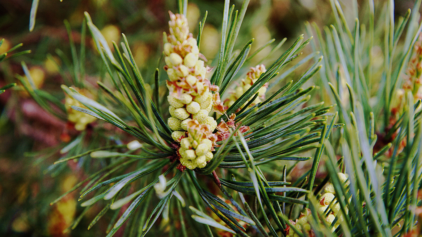 Обои Хвойные, вечнозеленое растение, сосна, хвойные конуса, хвойное дерево в разрешении 1366x768