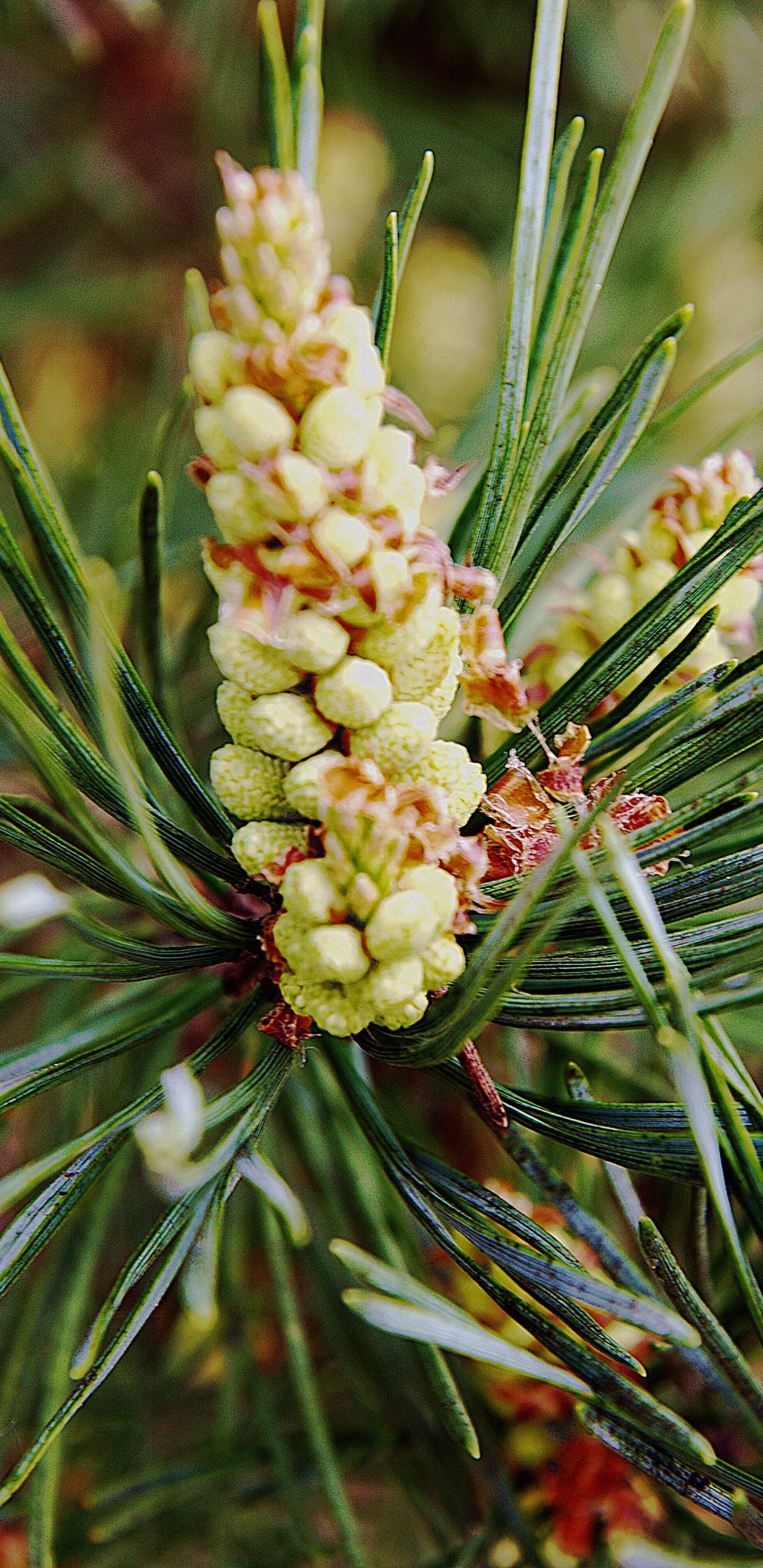Обои Хвойные, вечнозеленое растение, сосна, хвойные конуса, хвойное дерево в разрешении 1440x2960