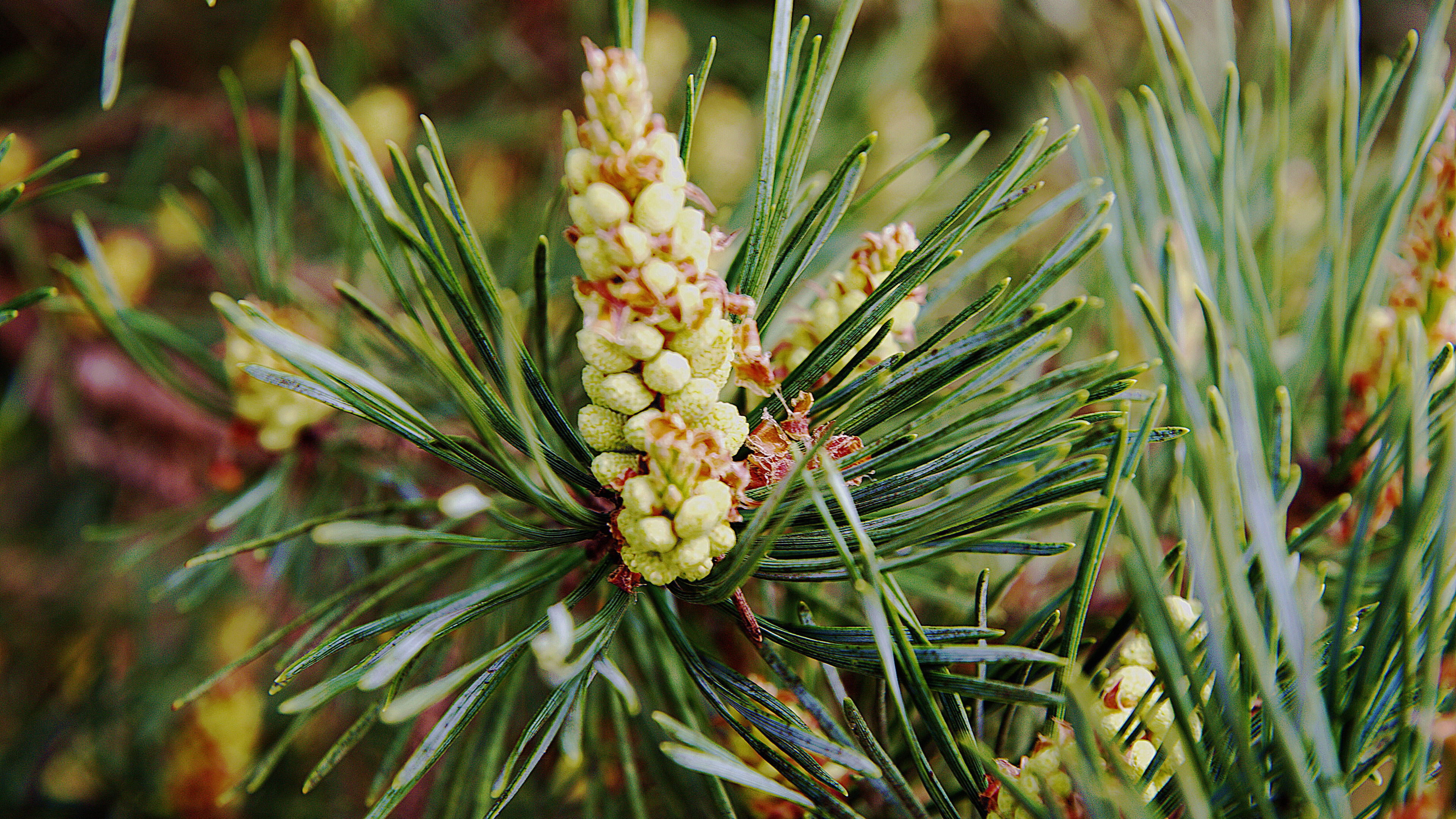 Обои Хвойные, вечнозеленое растение, сосна, хвойные конуса, хвойное дерево в разрешении 3840x2160