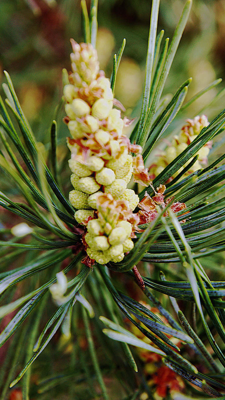 Обои Хвойные, вечнозеленое растение, сосна, хвойные конуса, хвойное дерево в разрешении 750x1334