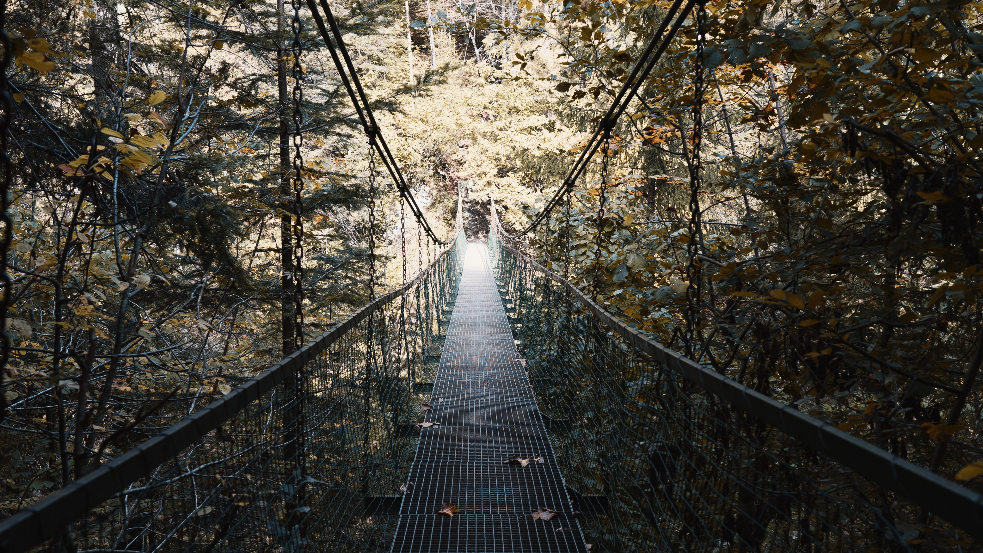 Обои дерево, подвесной мост, мост, природа, окружающая среда в разрешении 3840x2160