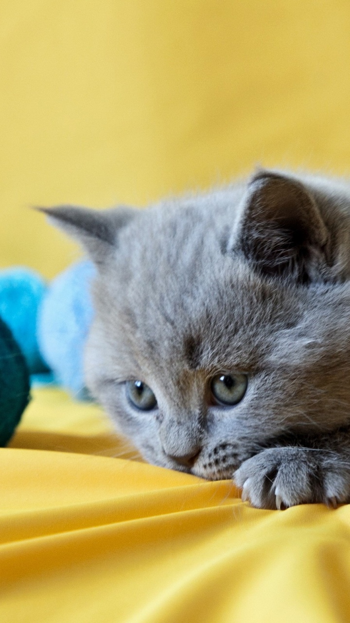 Обои британская короткошерстная, котенок, русская голубая, кошачьих, шартрез в разрешении 720x1280