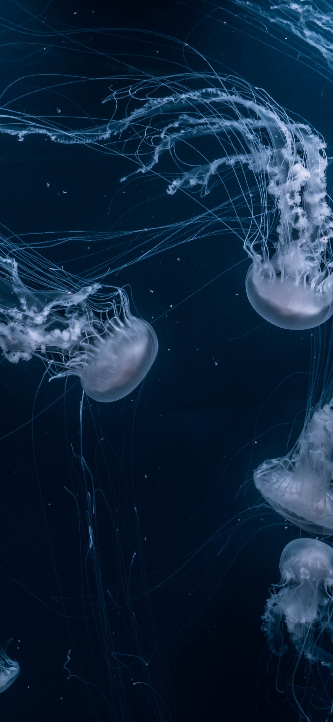 Обои эстетика, вода, жидкий, гидроресурсы, лазурный в разрешении 1125x2436