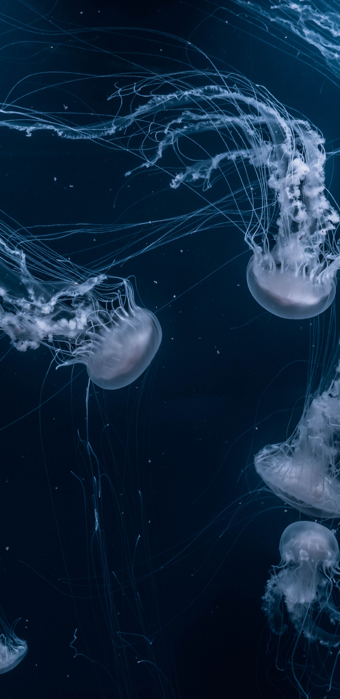 Обои эстетика, вода, жидкий, гидроресурсы, лазурный в разрешении 1440x2960