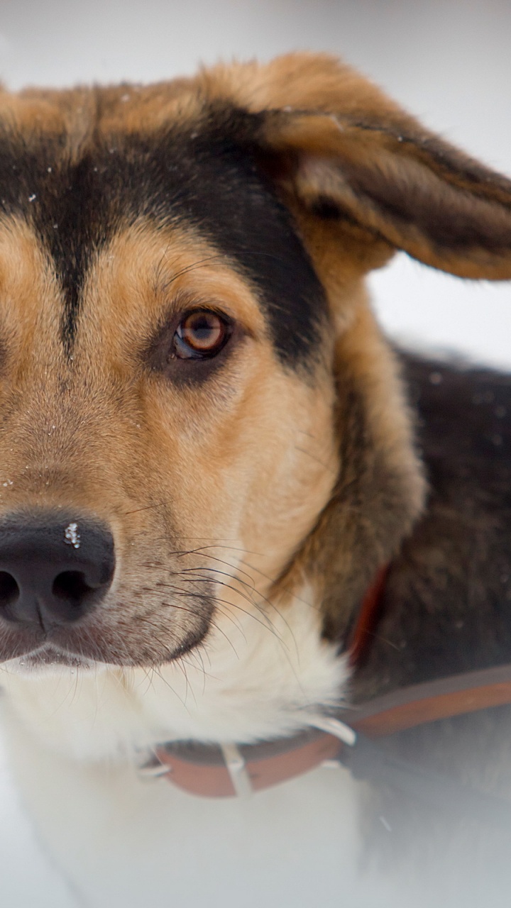 Обои пес, бигль, морда, собака породы, бакенбарды в разрешении 720x1280