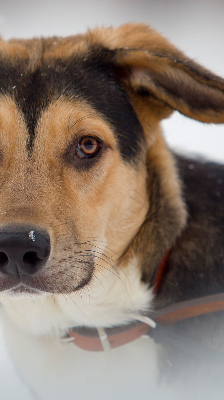 Обои пес, бигль, морда, собака породы, бакенбарды в разрешении 750x1334