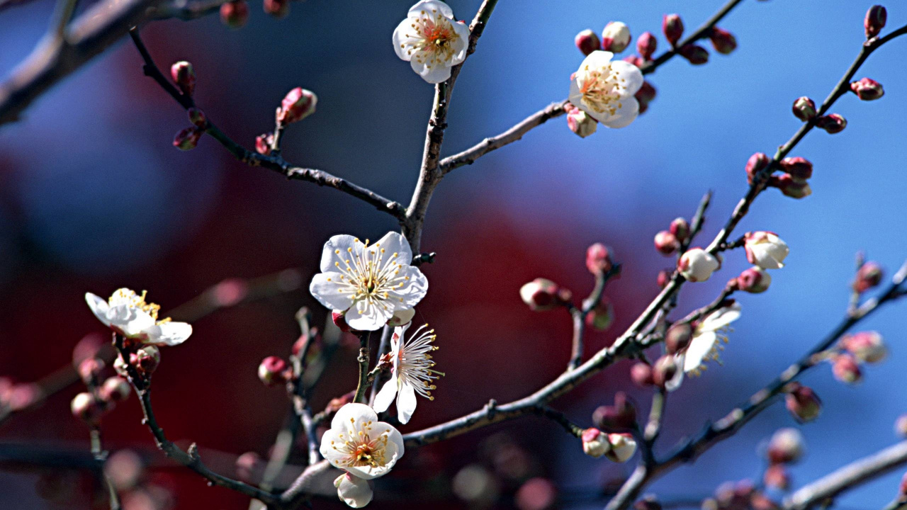Обои ветвь, весна, прут, дерево, цветение вишни в разрешении 1280x720