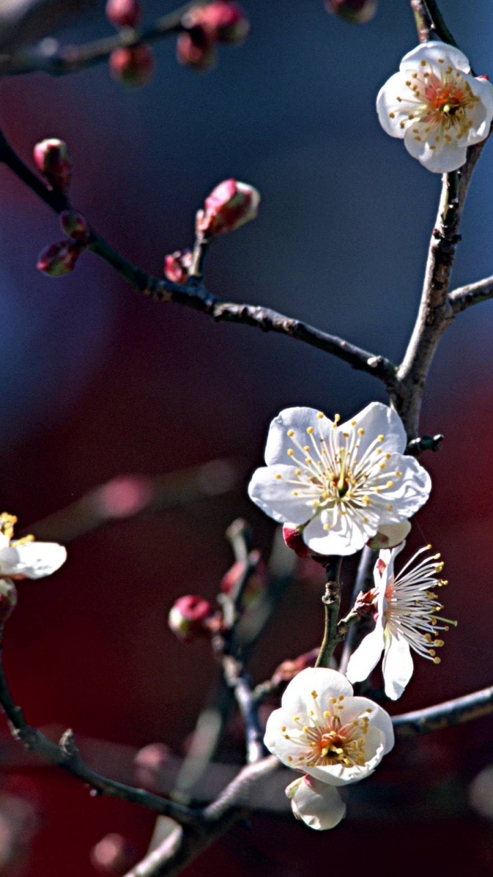 Обои ветвь, весна, прут, дерево, цветение вишни в разрешении 720x1280