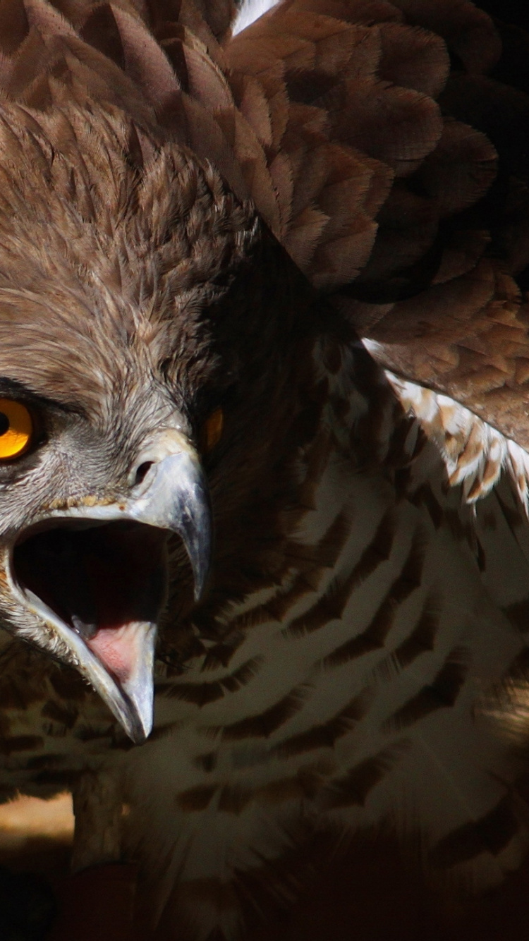 Обои хищная птица, птица, клюв, живая природа, ястреб в разрешении 750x1334