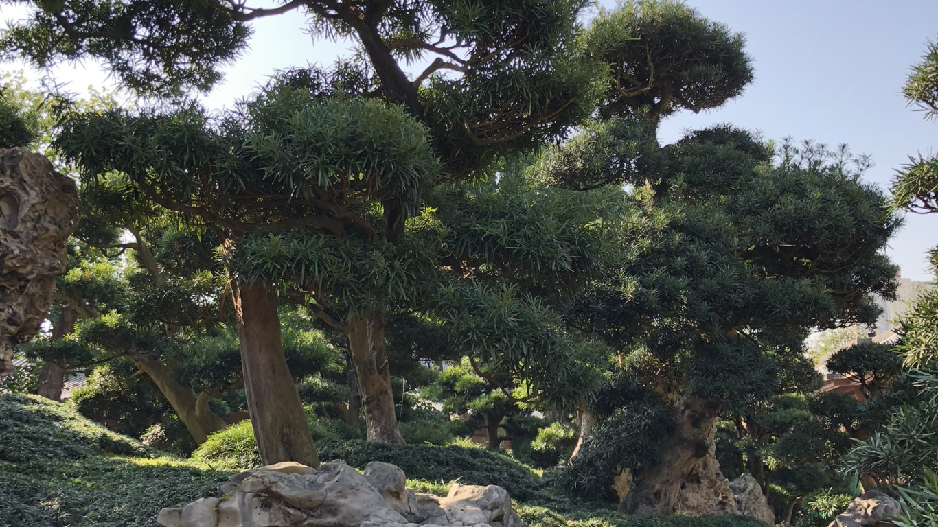 Обои растительность, кустарник, биом, экология, коренная порода в разрешении 1366x768