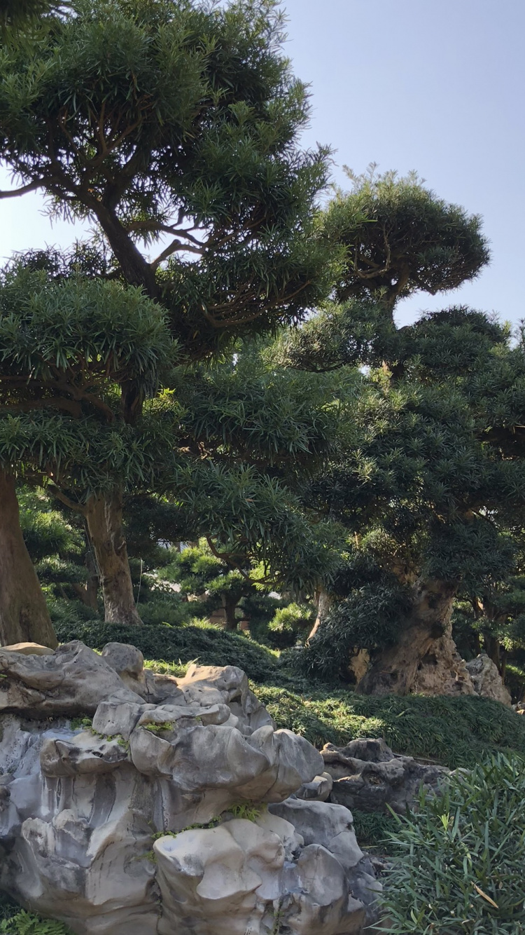 Обои растительность, кустарник, биом, экология, коренная порода в разрешении 750x1334