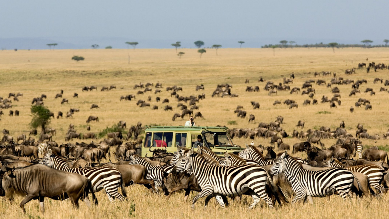 Обои сафари, живая природа, стадо, наземные животные, миграция животных в разрешении 1280x720