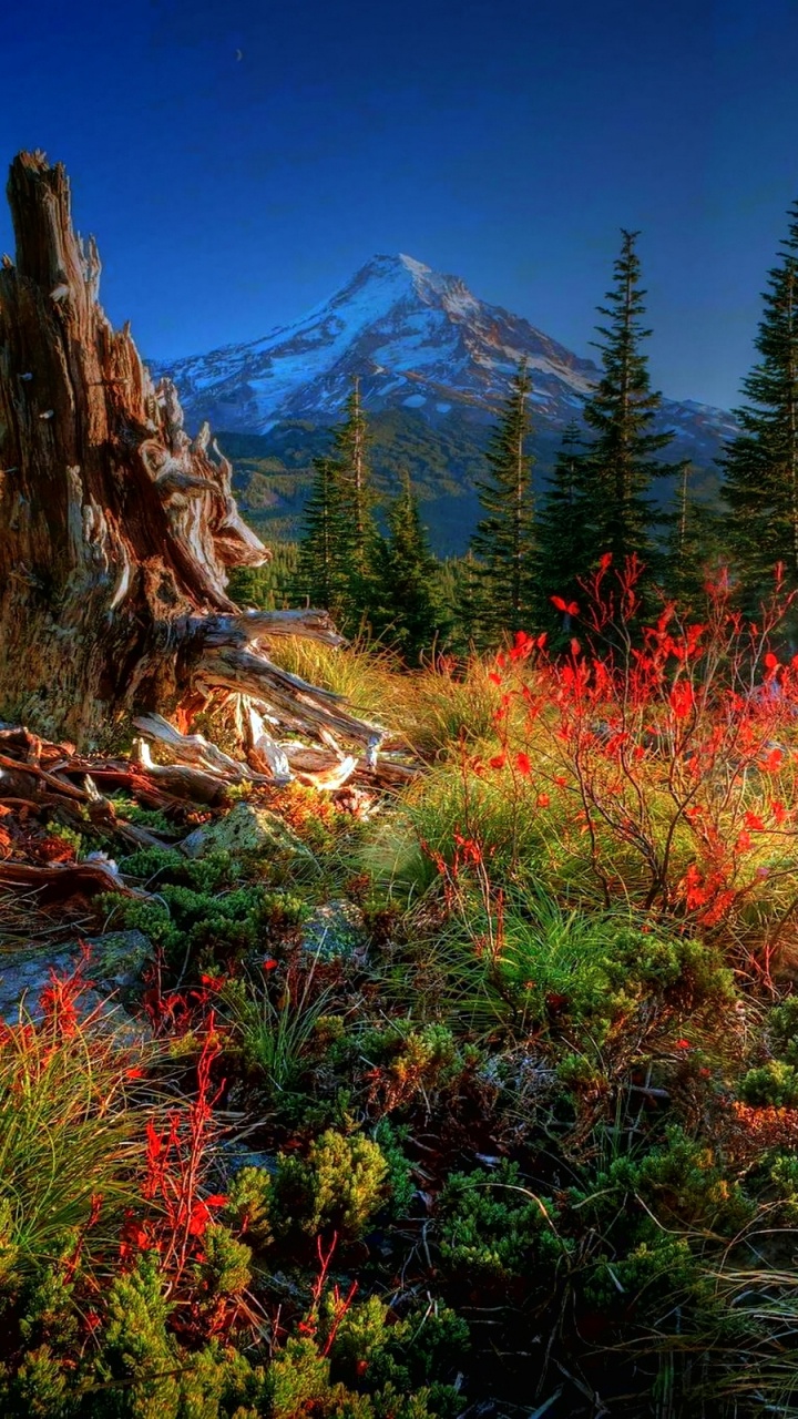 Обои природа, дерево, растительность, дикая местность, лес в разрешении 720x1280