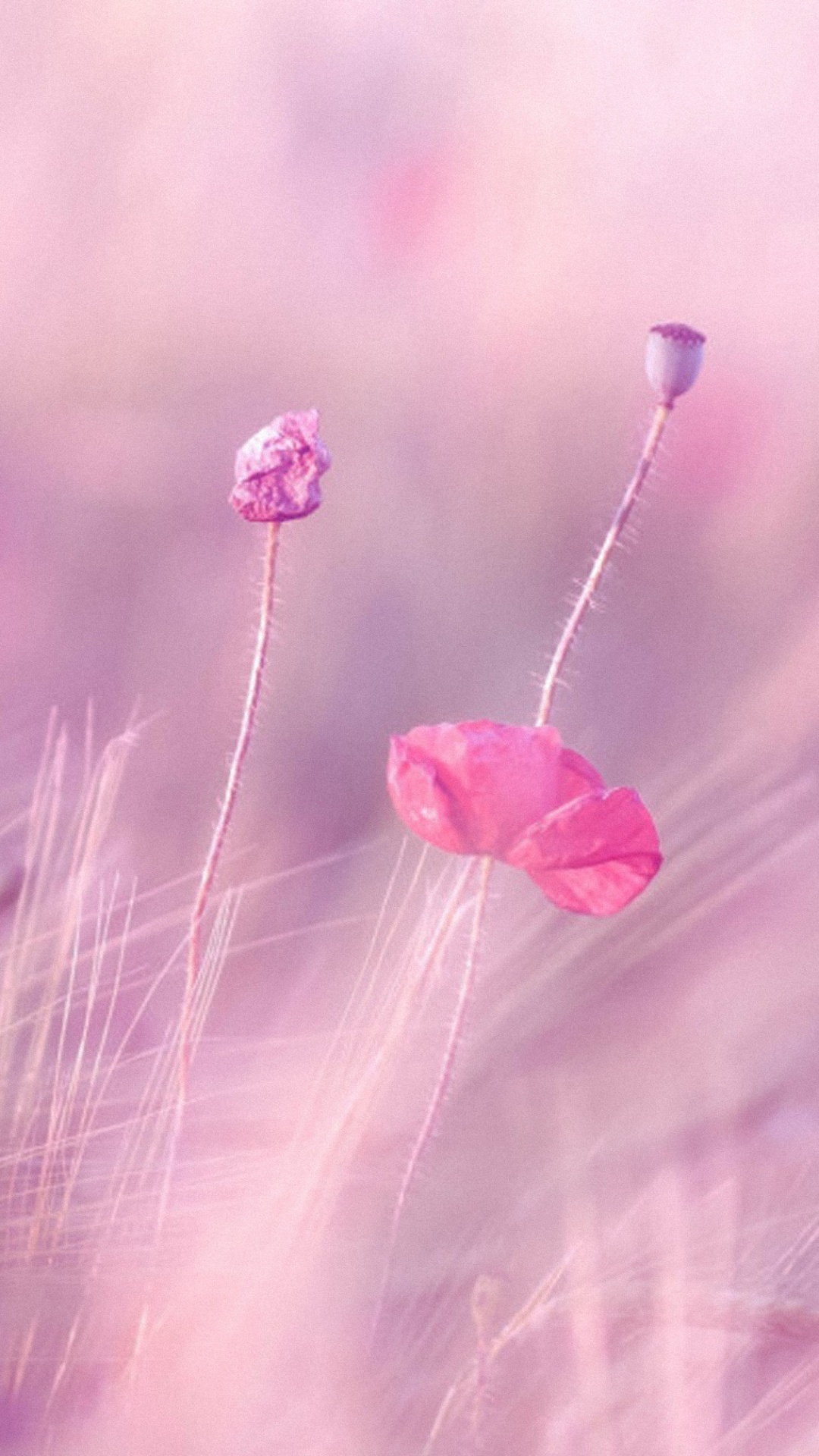 Обои весна, розовый, растение, розовые цветы, крупный план в разрешении 1080x1920