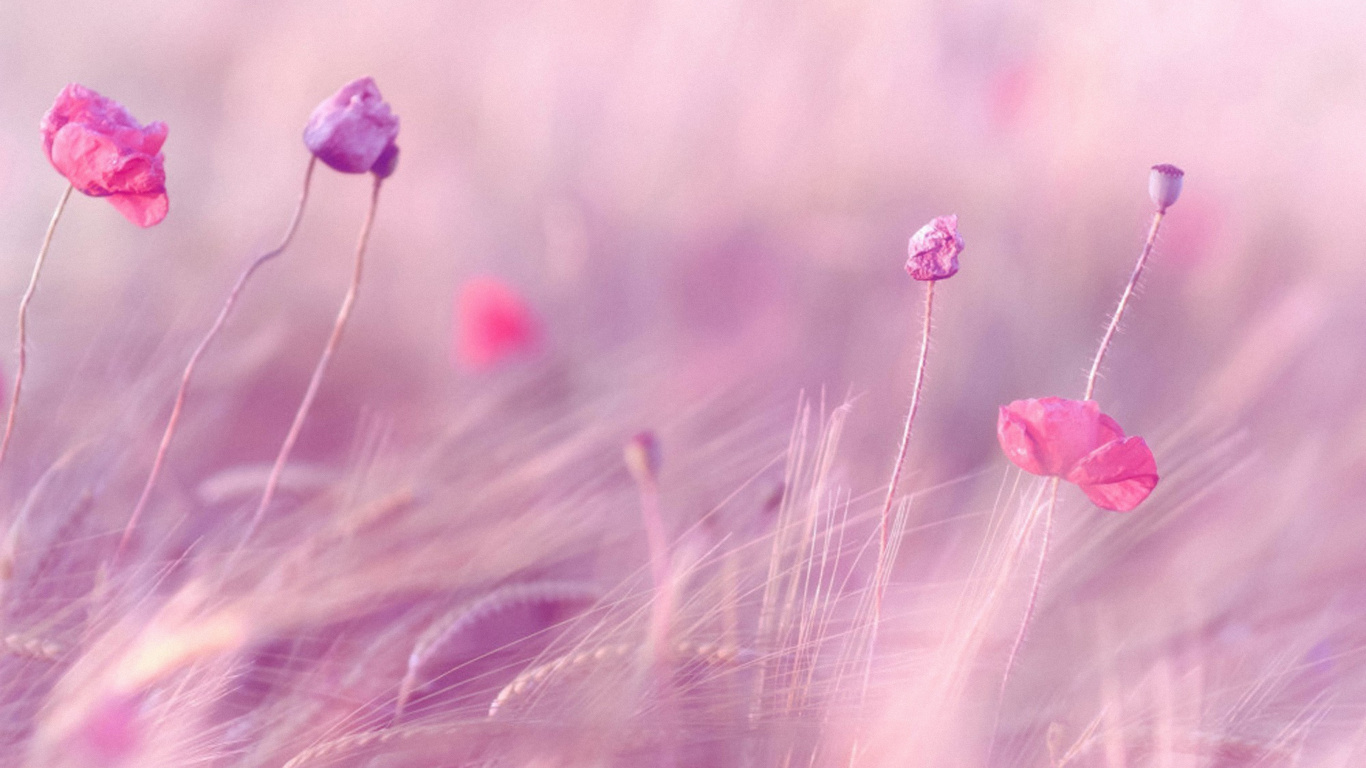 Обои весна, розовый, растение, розовые цветы, крупный план в разрешении 1366x768