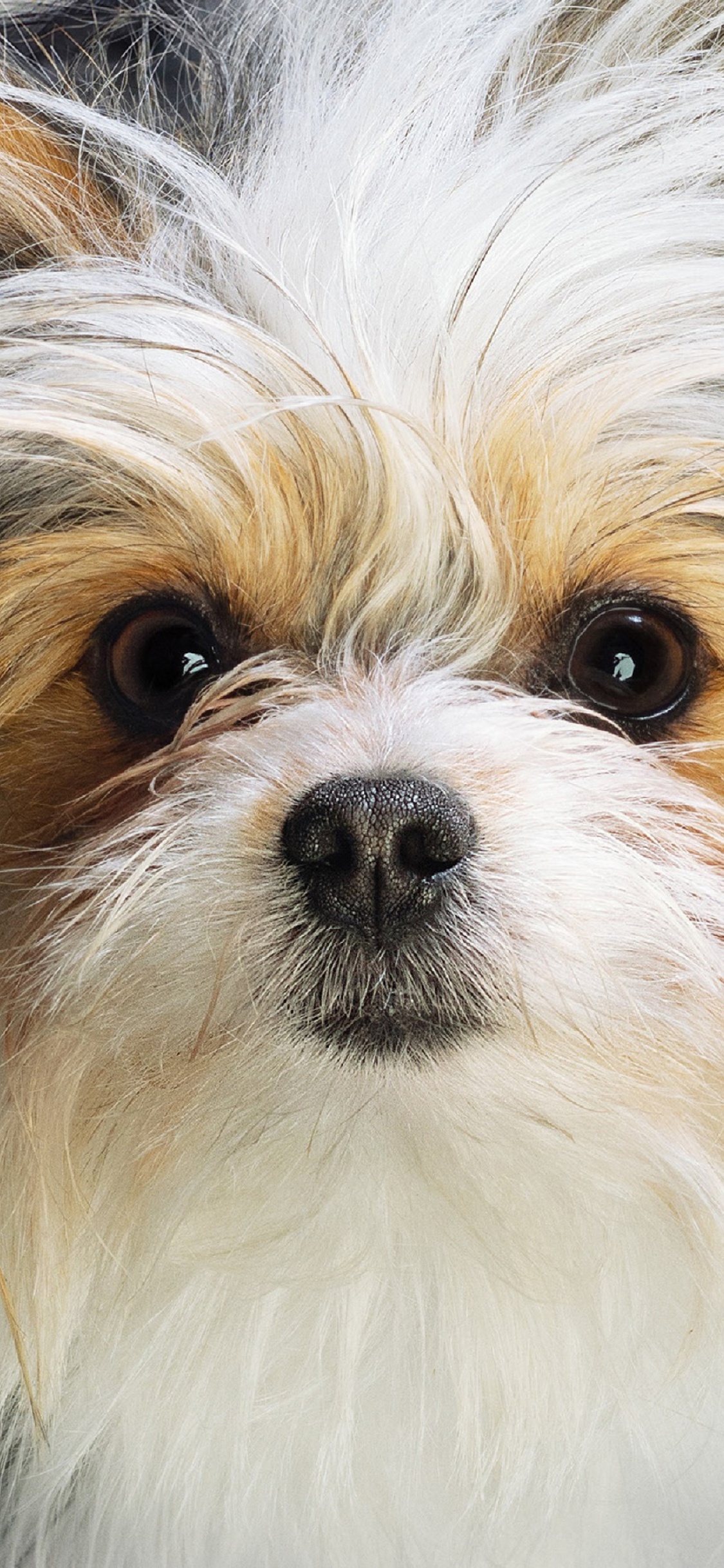 Обои путешествие с собаками, пес, Universal Pictures, собака породы, игрушечная собака в разрешении 1125x2436