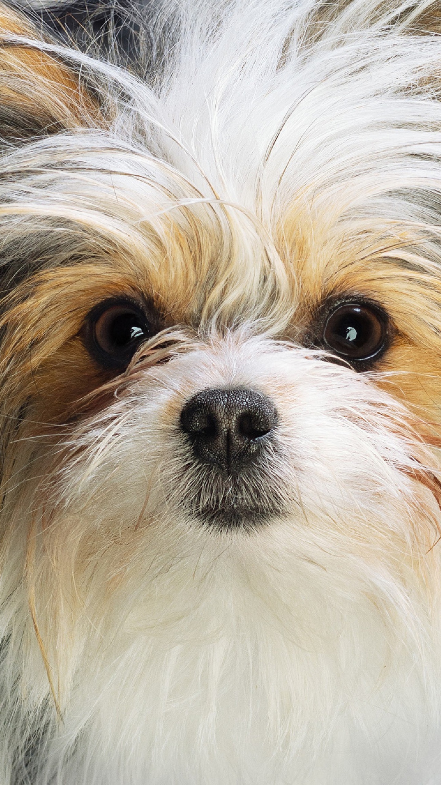 Обои путешествие с собаками, пес, Universal Pictures, собака породы, игрушечная собака в разрешении 1440x2560