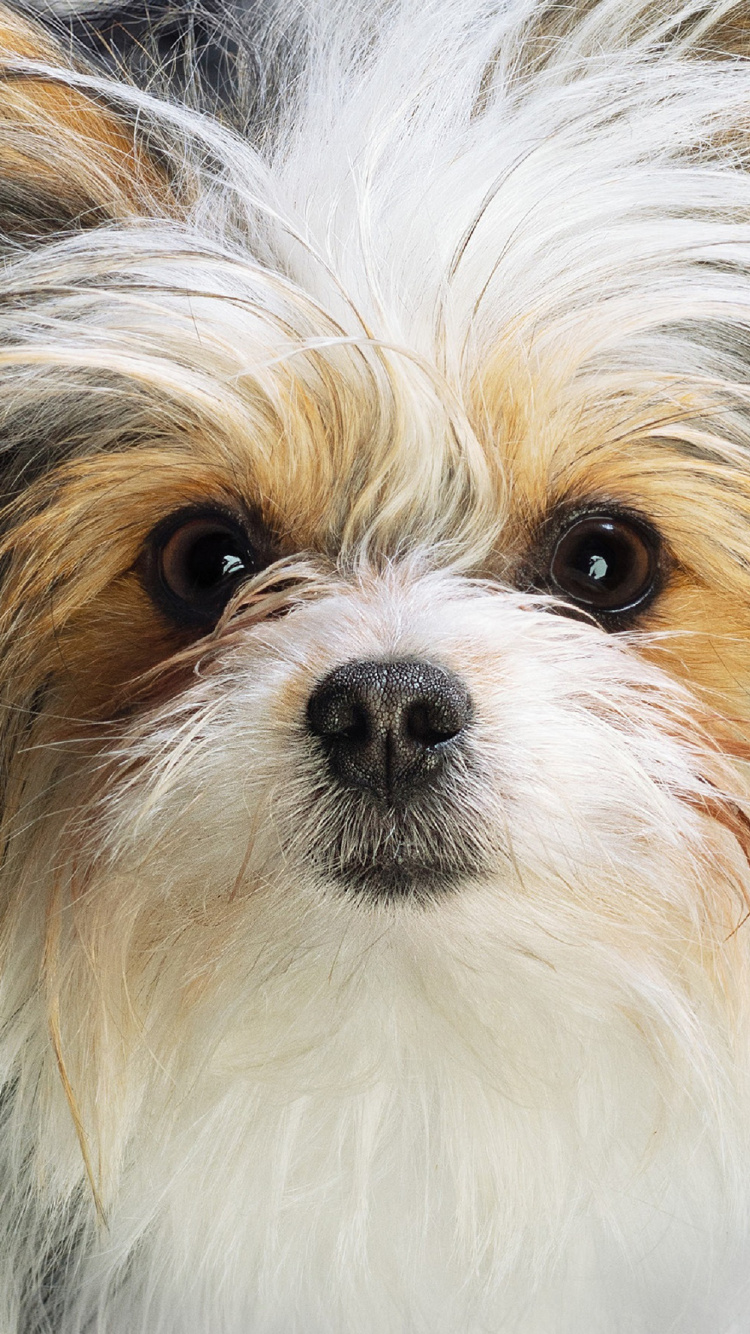 Обои путешествие с собаками, пес, Universal Pictures, собака породы, игрушечная собака в разрешении 750x1334