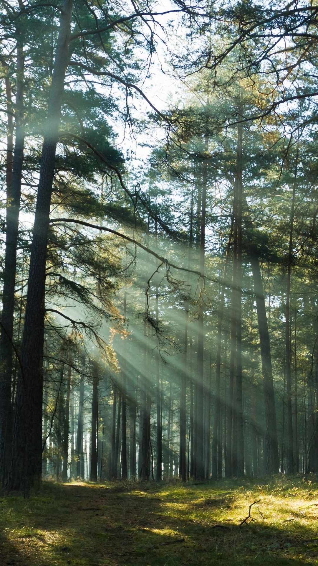 Обои лес, дерево, лесистая местность, природа, старовозрастные леса в разрешении 1080x1920