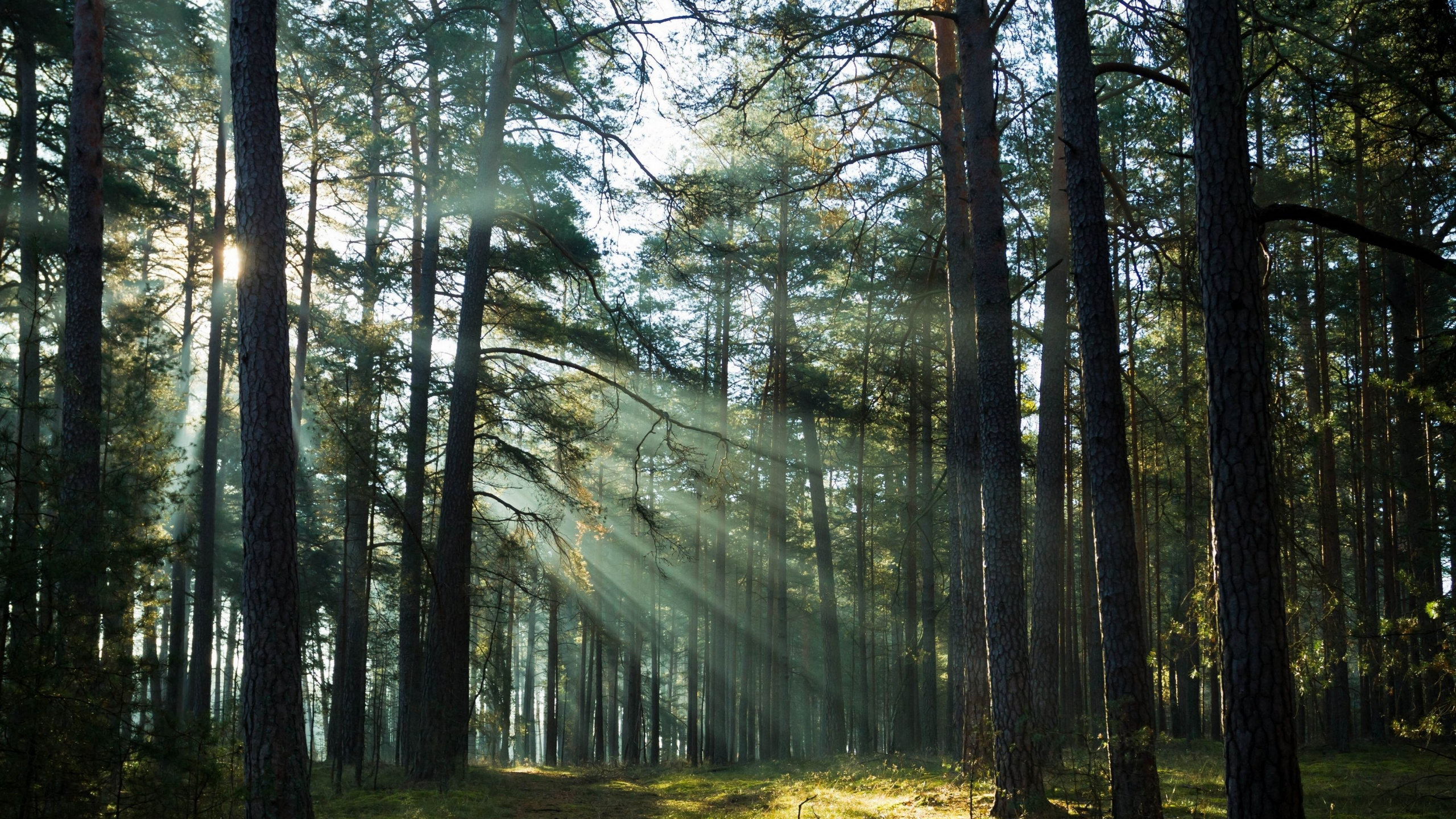 Обои лес, дерево, лесистая местность, природа, старовозрастные леса в разрешении 2560x1440
