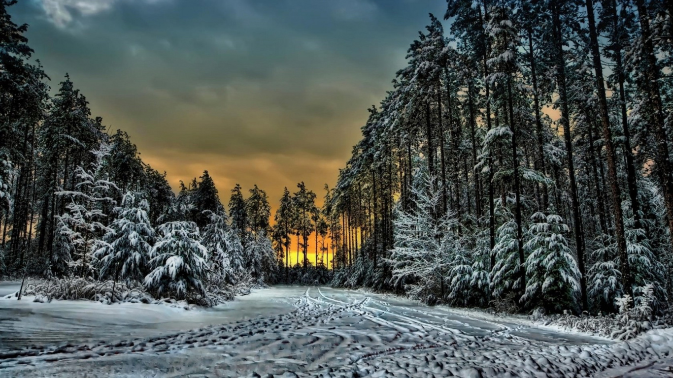 Обои Синий Горный Курорт, зима, снег, природа, дерево в разрешении 1366x768