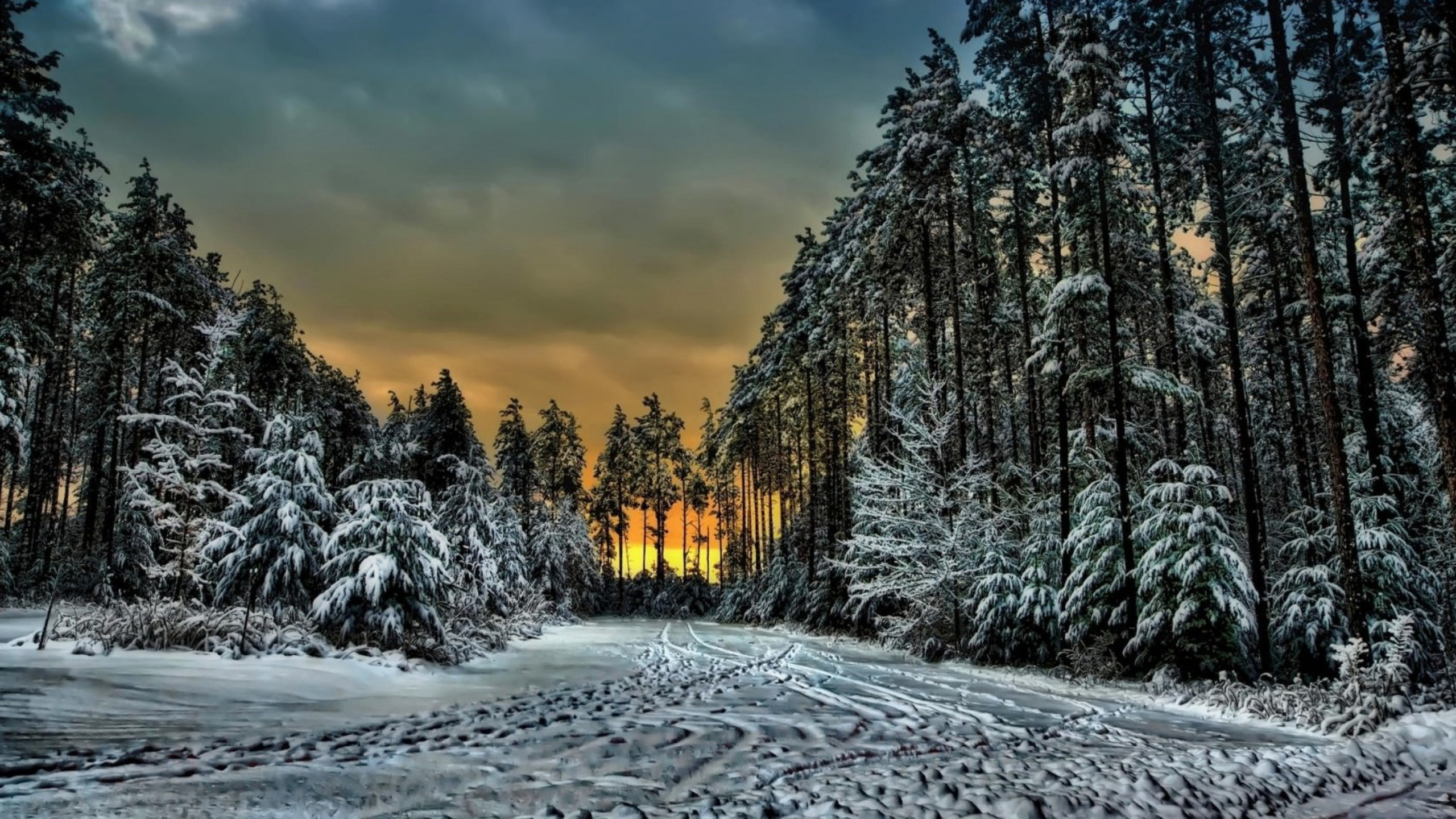 Обои Синий Горный Курорт, зима, снег, природа, дерево в разрешении 2560x1440