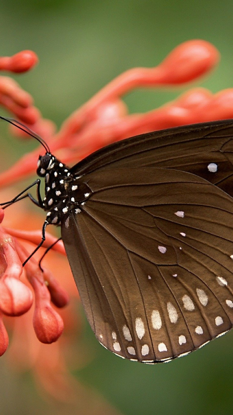Обои список животных с весами, Дикая кошка, беспозвоночных, членистоногое, природа в разрешении 750x1334
