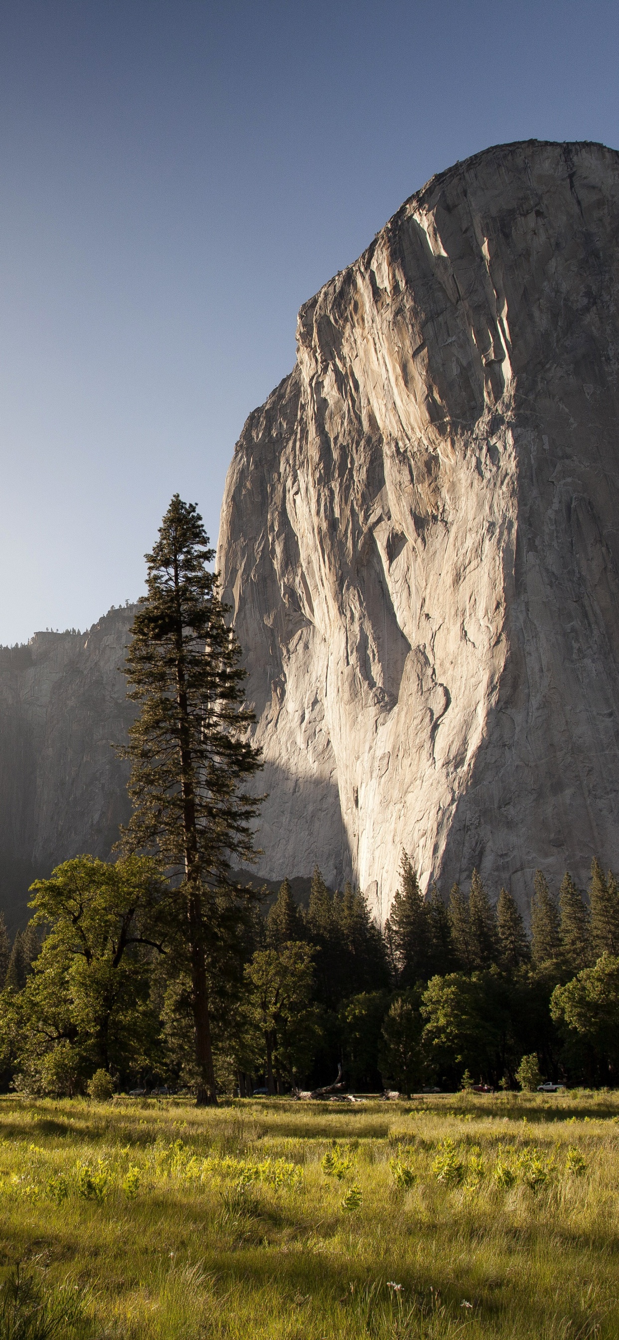 Обои Эль-капитан, OS X El Capitan, природа, горный рельеф, дерево в разрешении 1242x2688