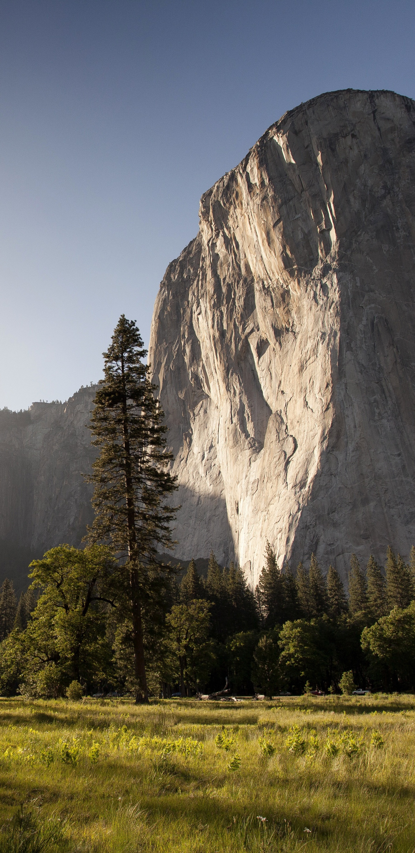 Обои Эль-капитан, OS X El Capitan, природа, горный рельеф, дерево в разрешении 1440x2960