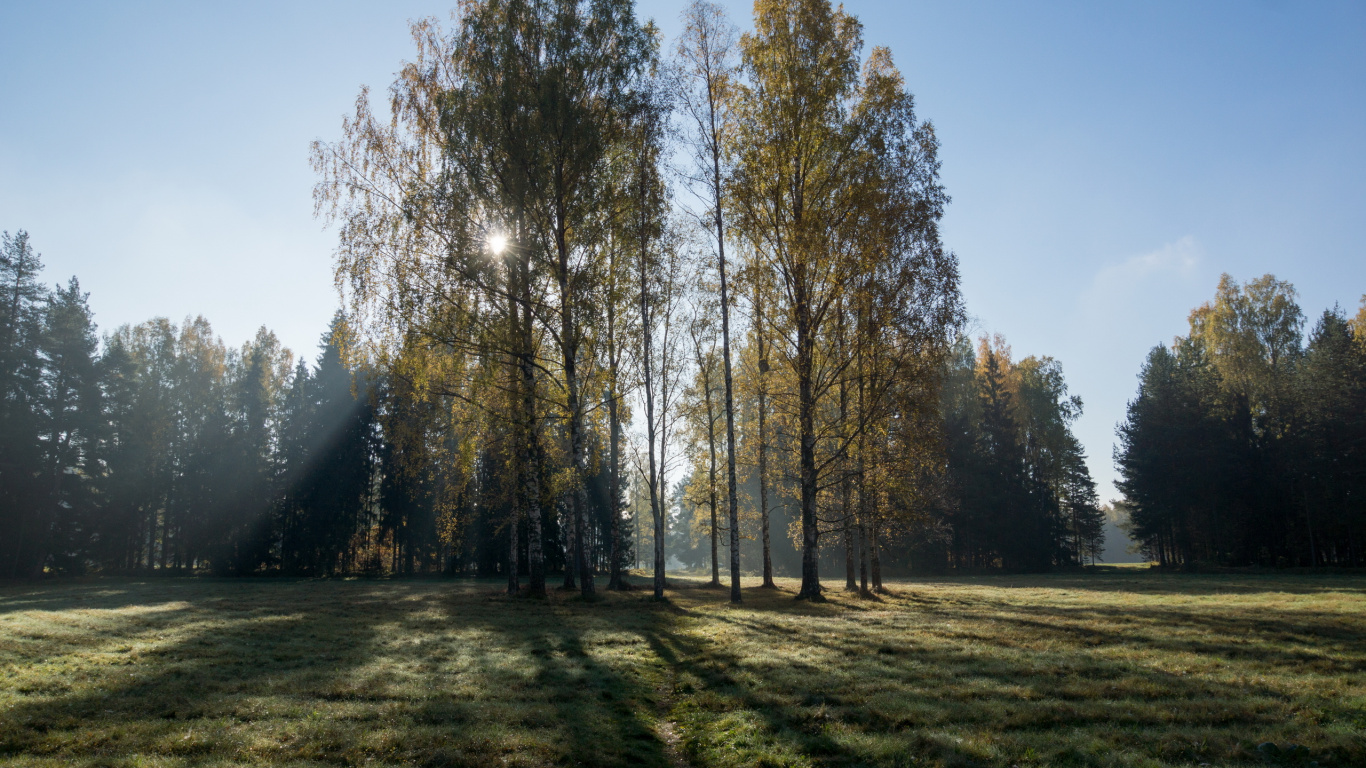 Обои природа, береза, дерево, лес, древесные растения в разрешении 1366x768