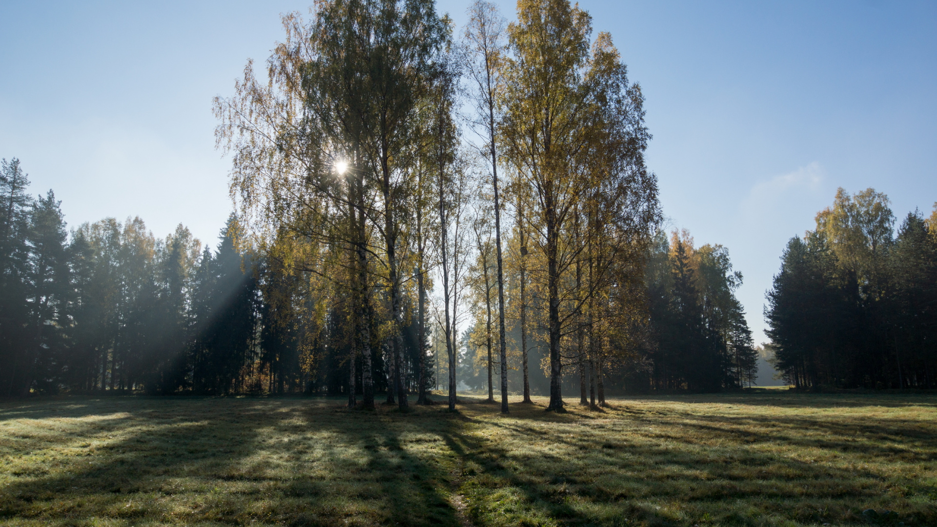 Обои природа, береза, дерево, лес, древесные растения в разрешении 1920x1080