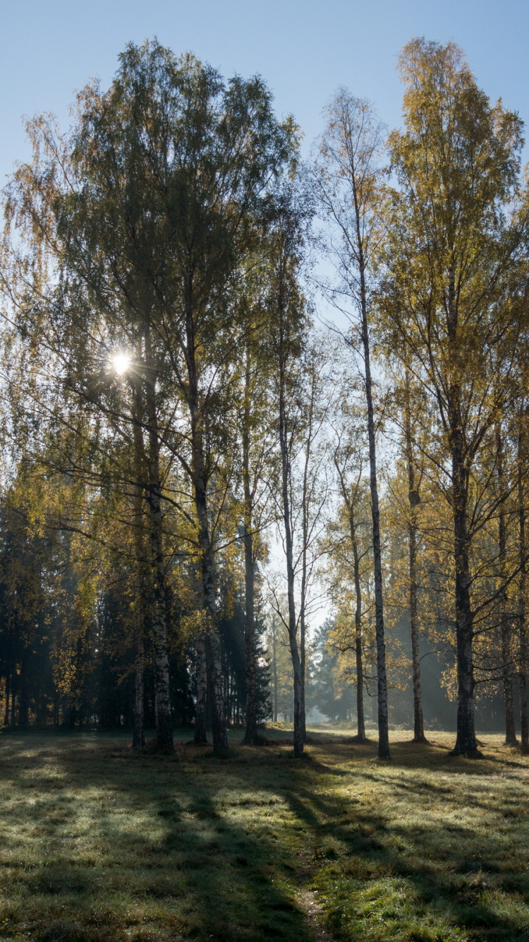 Обои природа, береза, дерево, лес, древесные растения в разрешении 750x1334