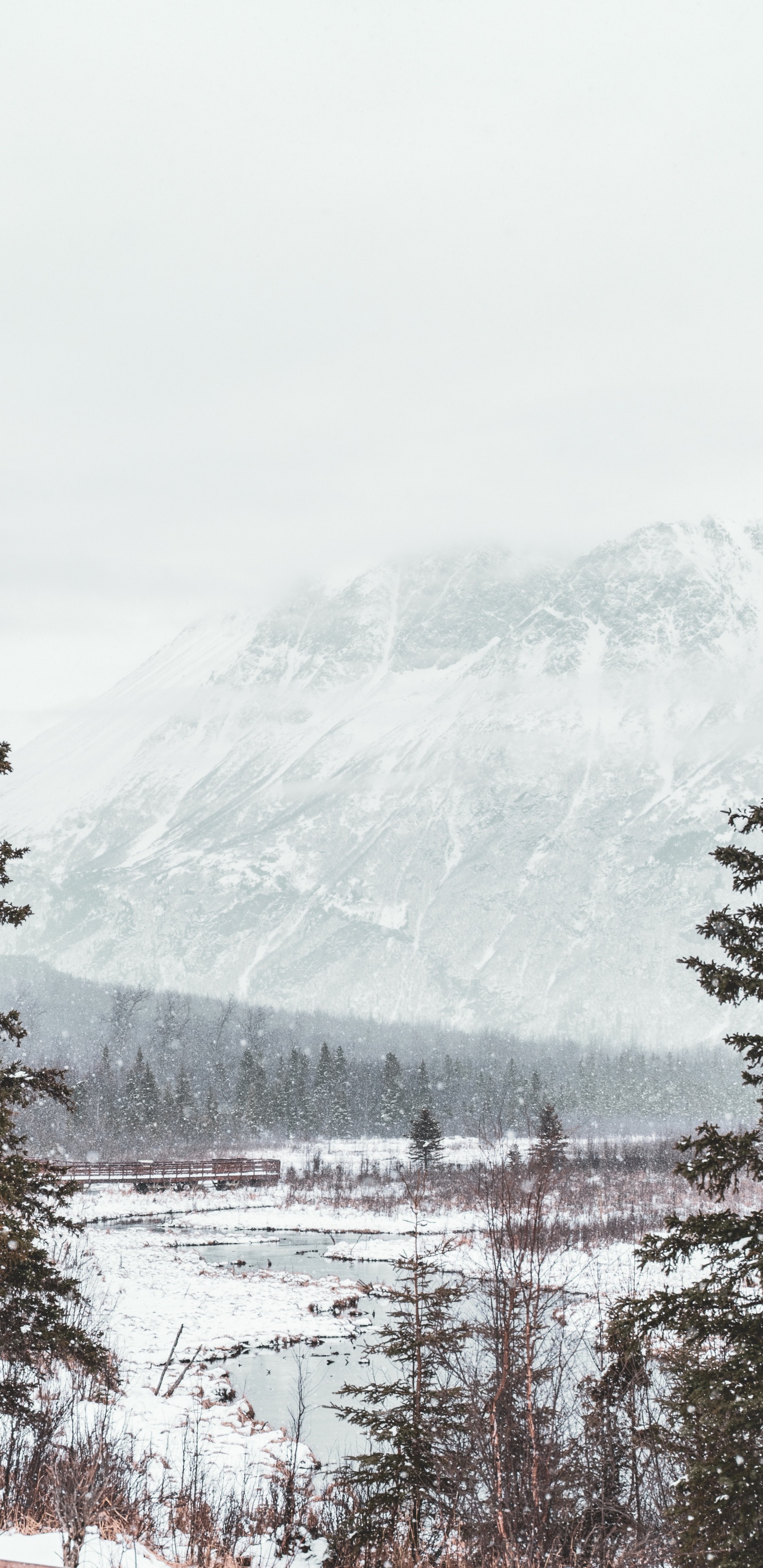 Обои снег, зима, дерево, замораживание, гора в разрешении 1440x2960