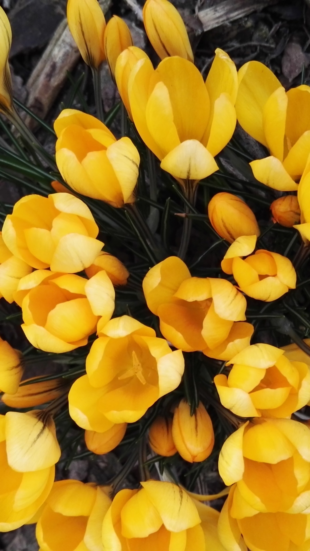 Обои цветок, тюльпаны, желтый, цветковое растение, растение в разрешении 1080x1920