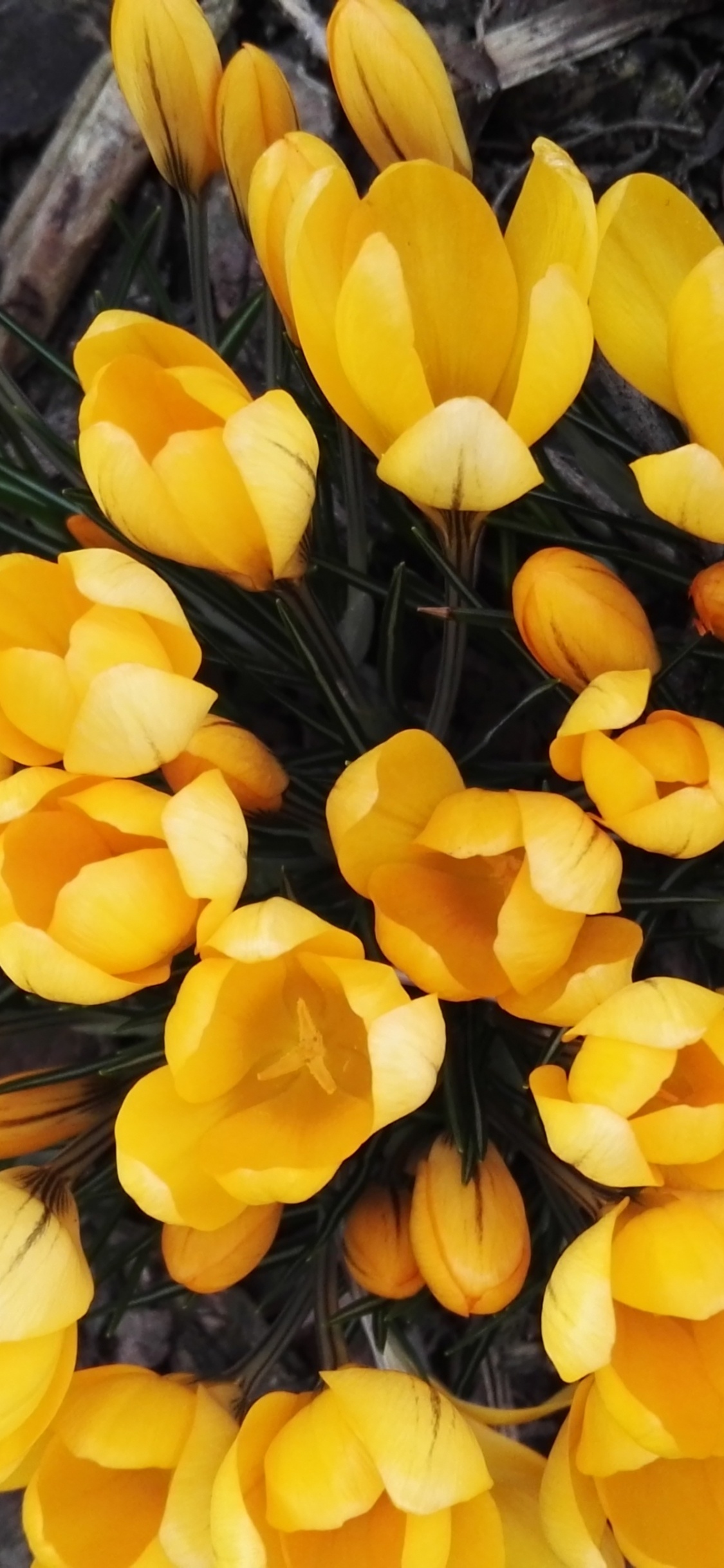 Обои цветок, тюльпаны, желтый, цветковое растение, растение в разрешении 1125x2436