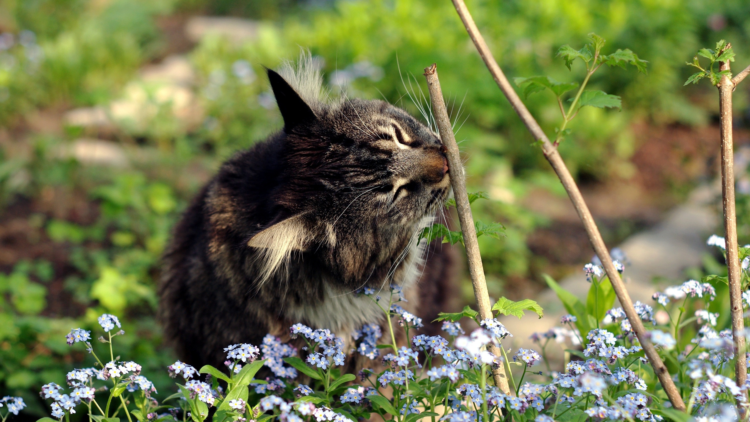 Обои растение, животные, малые и средние кошки, кошки малого и среднего размера, фауна в разрешении 2560x1440