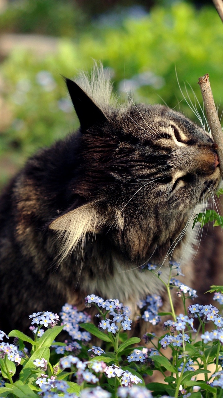 Обои растение, животные, малые и средние кошки, кошки малого и среднего размера, фауна в разрешении 720x1280