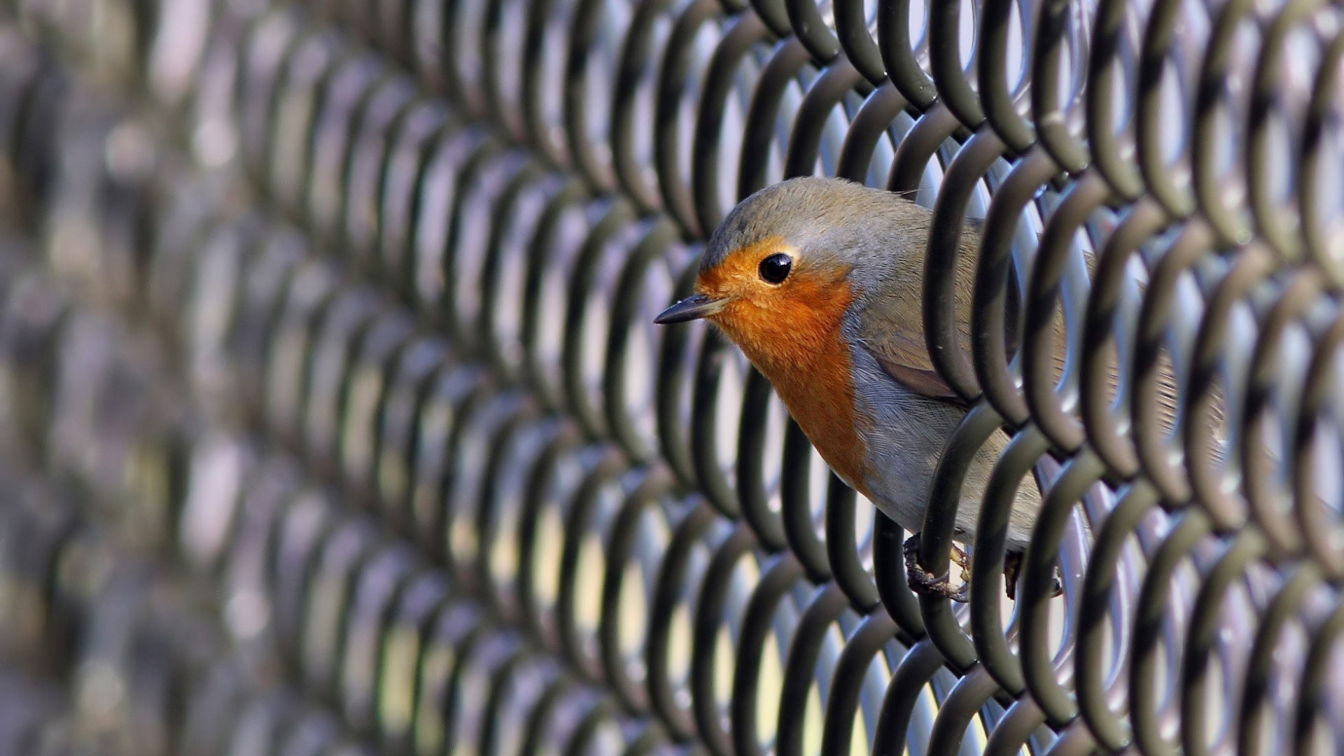 Обои клюв, адаптация, птица, мухоловок, живая природа в разрешении 1920x1080