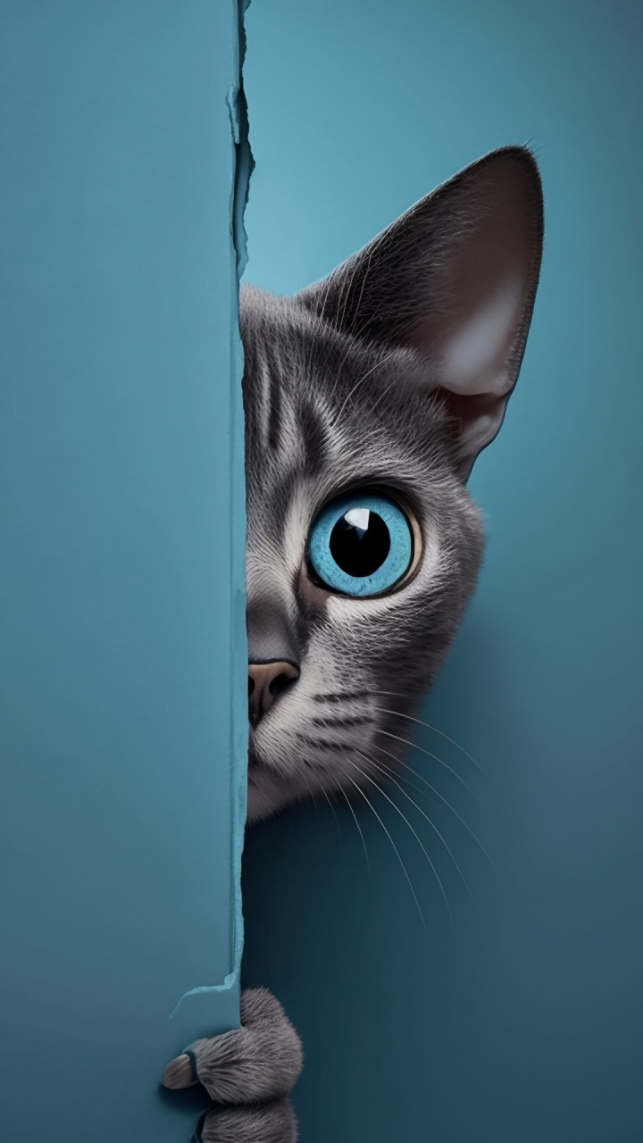 Обои Девон Рекс, европейская короткошерстная, абиссинец, Немецкий Рекс, тонкинские кошки в разрешении 720x1280