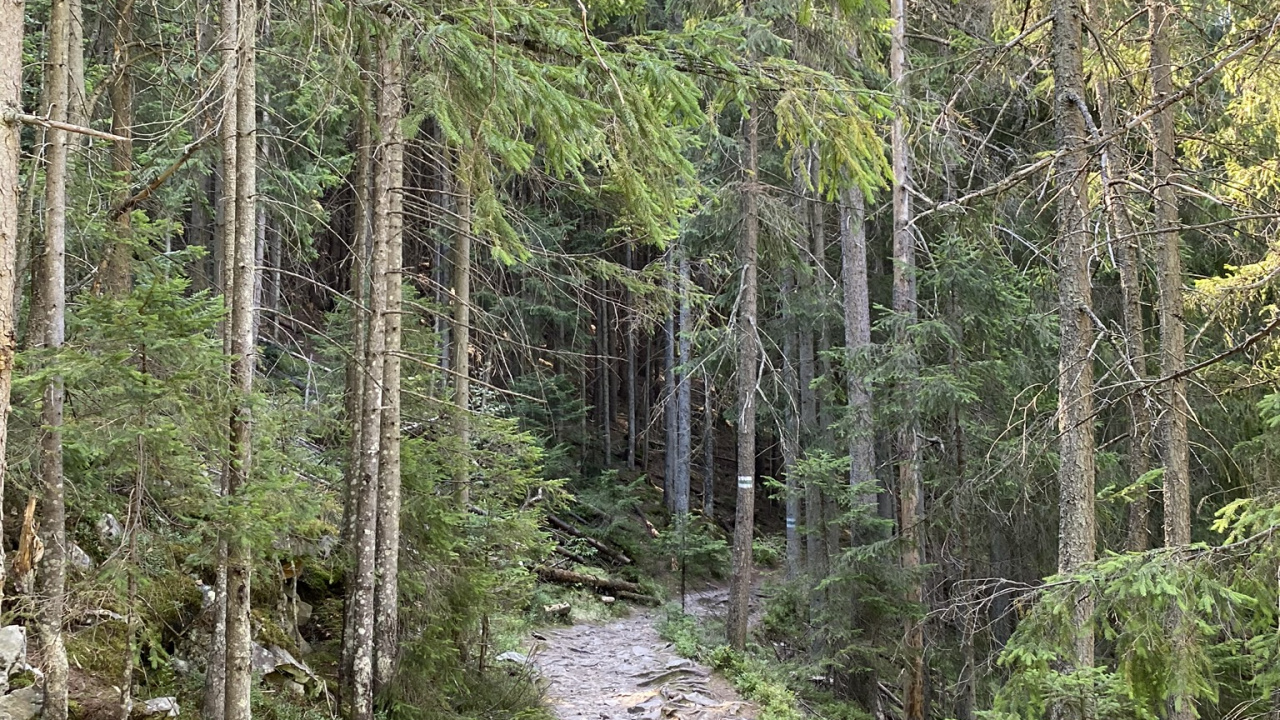 Обои дерево, растительность, природа, окружающая среда, растительное сообщество в разрешении 1280x720