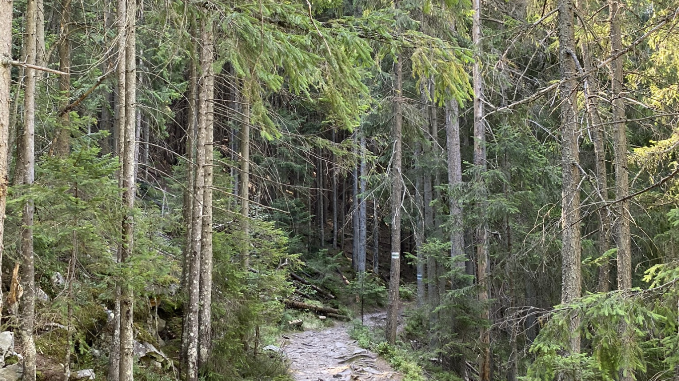 Обои дерево, растительность, природа, окружающая среда, растительное сообщество в разрешении 1366x768